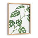 Monstera adansonii - Blanca Aurora | Cuadro decorativo de Canvas Lab