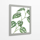 Monstera adansonii - Blanca Aurora | Cuadro decorativo de Canvas Lab