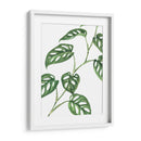 Monstera adansonii - Blanca Aurora | Cuadro decorativo de Canvas Lab