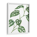 Monstera adansonii - Blanca Aurora | Cuadro decorativo de Canvas Lab