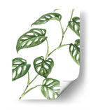 Monstera adansonii - Blanca Aurora | Cuadro decorativo de Canvas Lab