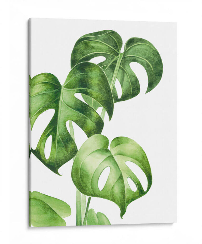 Monstera deliciosa - Blanca Aurora | Cuadro decorativo de Canvas Lab