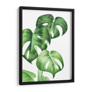 Monstera deliciosa - Blanca Aurora | Cuadro decorativo de Canvas Lab