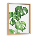 Monstera deliciosa - Blanca Aurora | Cuadro decorativo de Canvas Lab