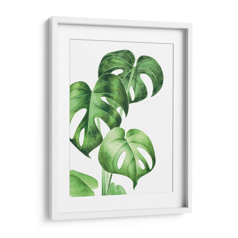 Monstera deliciosa - Blanca Aurora | Cuadro decorativo de Canvas Lab