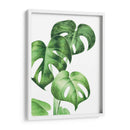 Monstera deliciosa - Blanca Aurora | Cuadro decorativo de Canvas Lab