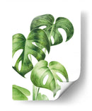 Monstera deliciosa - Blanca Aurora | Cuadro decorativo de Canvas Lab