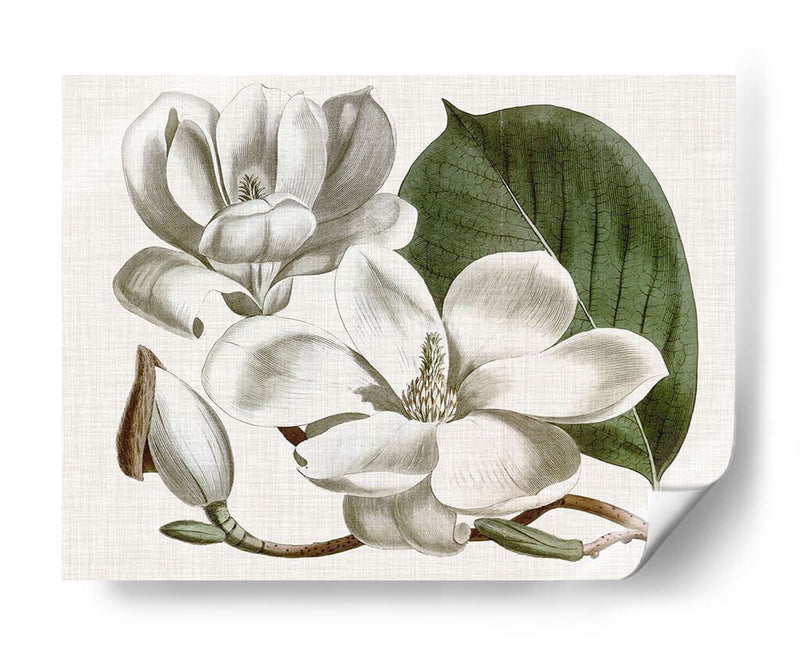 Curtis Magnolia I - Curtis | Cuadro decorativo de Canvas Lab