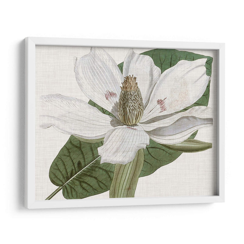 Curtis Magnolia Ii - Curtis | Cuadro decorativo de Canvas Lab