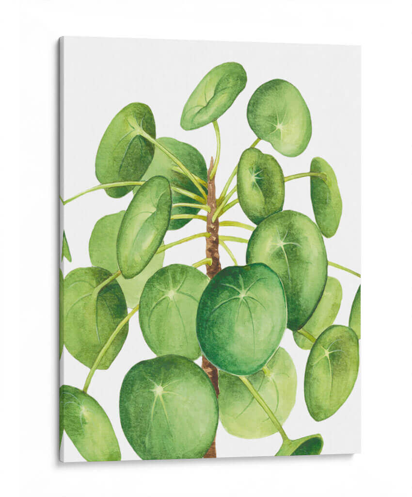 Pilea - Blanca Aurora | Cuadro decorativo de Canvas Lab
