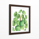 Pilea - Blanca Aurora | Cuadro decorativo de Canvas Lab