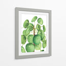 Pilea - Blanca Aurora | Cuadro decorativo de Canvas Lab