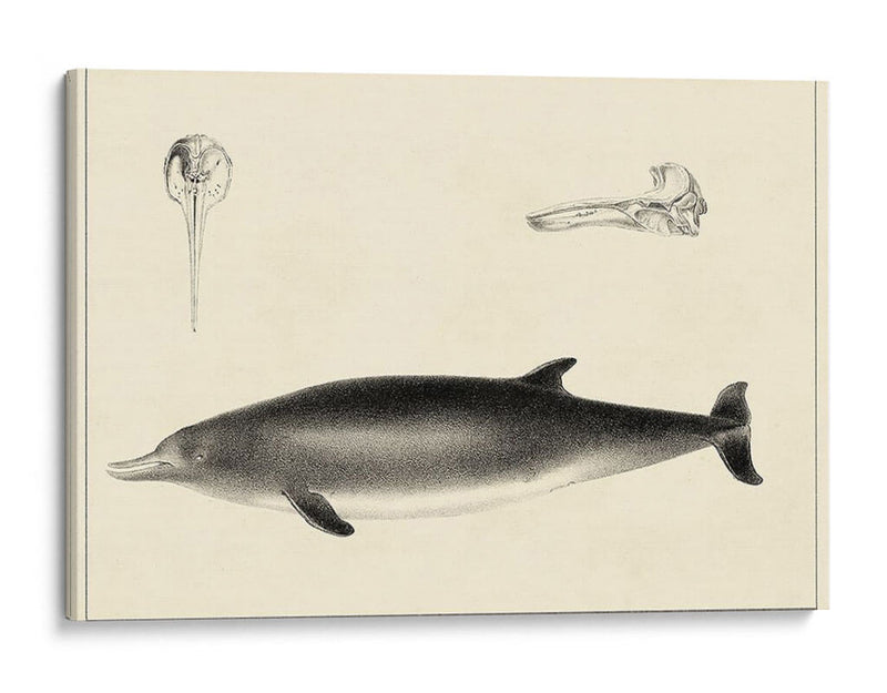 Estudio De Delfines Antiguos I | Cuadro decorativo de Canvas Lab