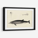 Estudio De Delfines Antiguos I | Cuadro decorativo de Canvas Lab