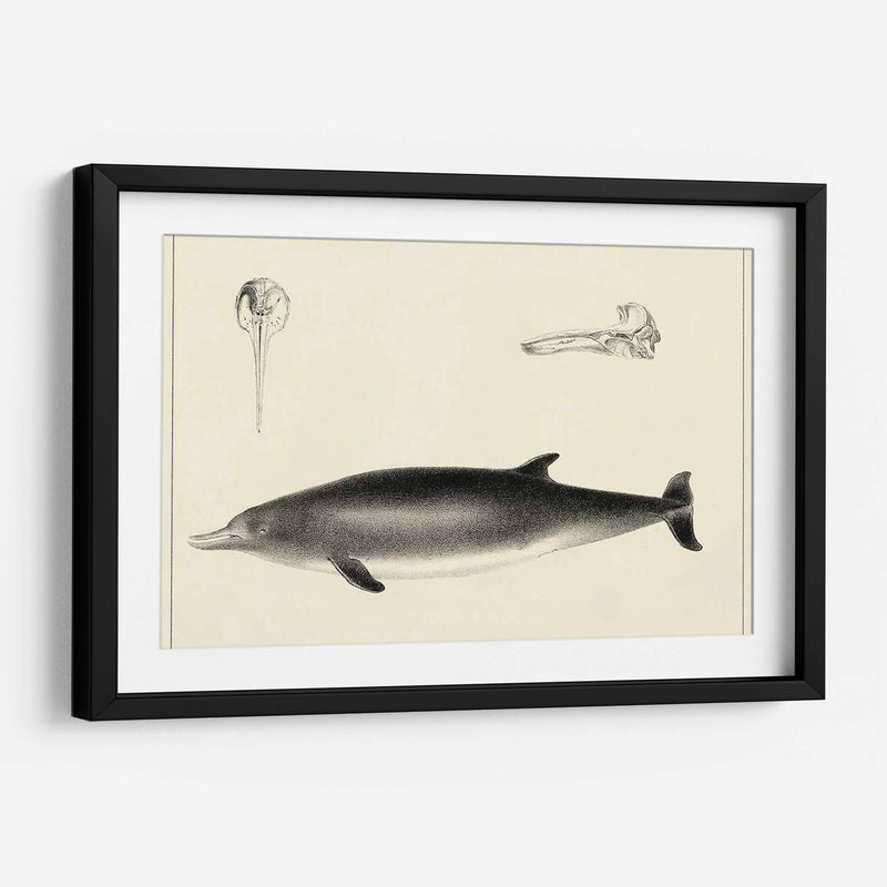 Estudio De Delfines Antiguos I | Cuadro decorativo de Canvas Lab