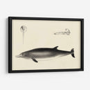 Estudio De Delfines Antiguos I | Cuadro decorativo de Canvas Lab