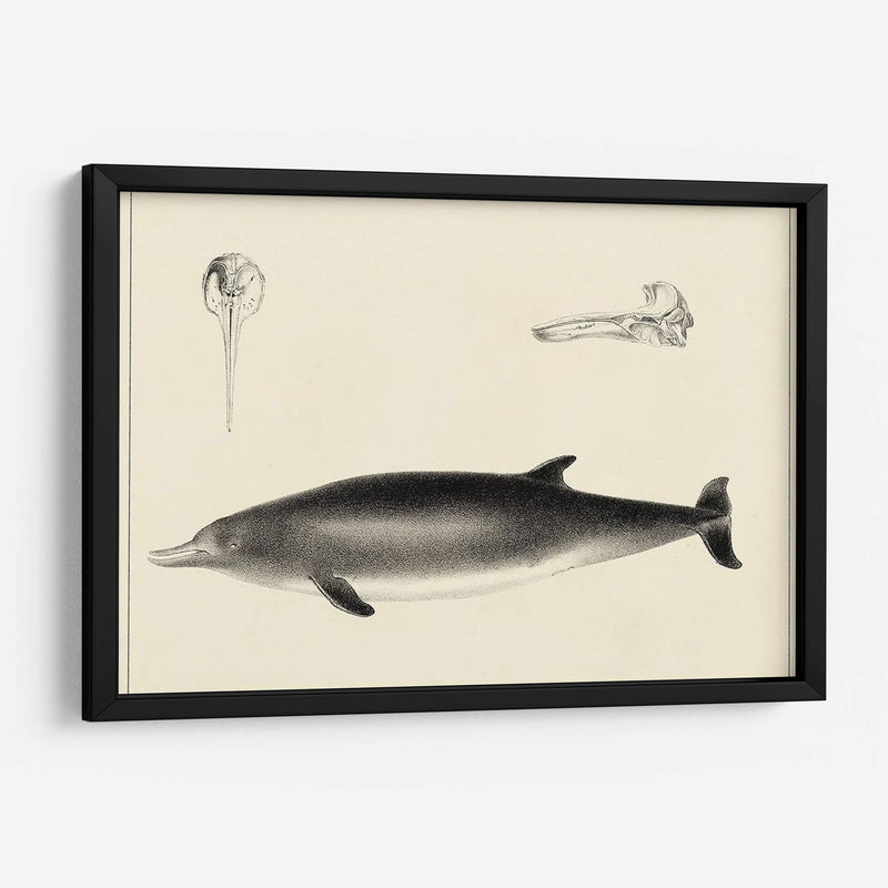 Estudio De Delfines Antiguos I | Cuadro decorativo de Canvas Lab