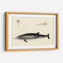 Estudio De Delfines Antiguos I | Cuadro decorativo de Canvas Lab