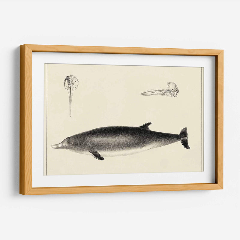 Estudio De Delfines Antiguos I | Cuadro decorativo de Canvas Lab