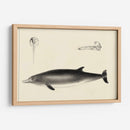 Estudio De Delfines Antiguos I | Cuadro decorativo de Canvas Lab