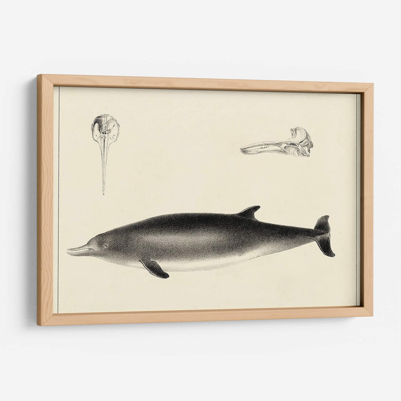 Estudio De Delfines Antiguos I | Cuadro decorativo de Canvas Lab