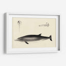 Estudio De Delfines Antiguos I | Cuadro decorativo de Canvas Lab