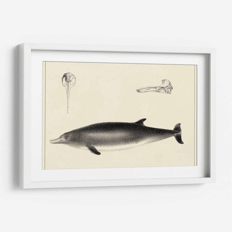 Estudio De Delfines Antiguos I | Cuadro decorativo de Canvas Lab