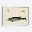 Estudio De Delfines Antiguos I | Cuadro decorativo de Canvas Lab