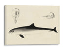 Estudio De Delfines Antiguos Ii | Cuadro decorativo de Canvas Lab