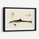 Estudio De Delfines Antiguos Ii | Cuadro decorativo de Canvas Lab