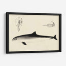 Estudio De Delfines Antiguos Ii | Cuadro decorativo de Canvas Lab