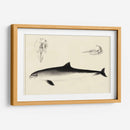 Estudio De Delfines Antiguos Ii | Cuadro decorativo de Canvas Lab