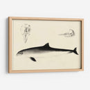 Estudio De Delfines Antiguos Ii | Cuadro decorativo de Canvas Lab
