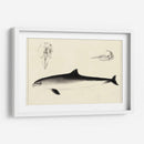 Estudio De Delfines Antiguos Ii | Cuadro decorativo de Canvas Lab