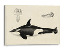 Estudio De Ballena Antigua I | Cuadro decorativo de Canvas Lab
