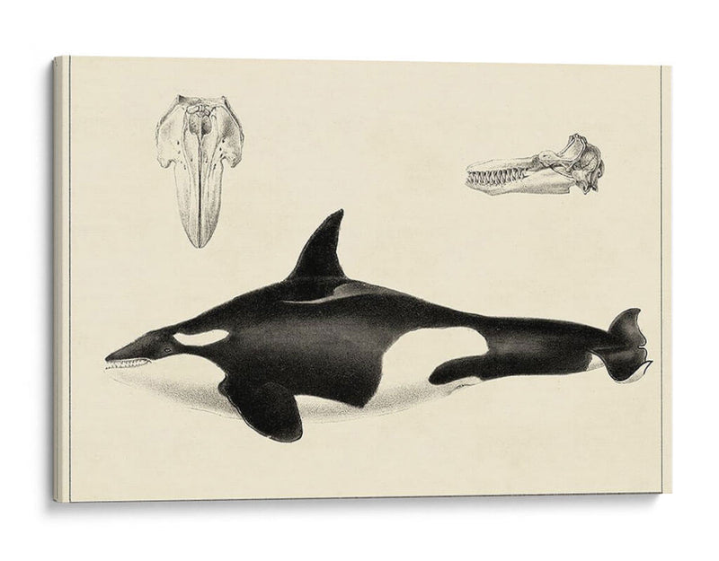 Estudio De Ballena Antigua I | Cuadro decorativo de Canvas Lab