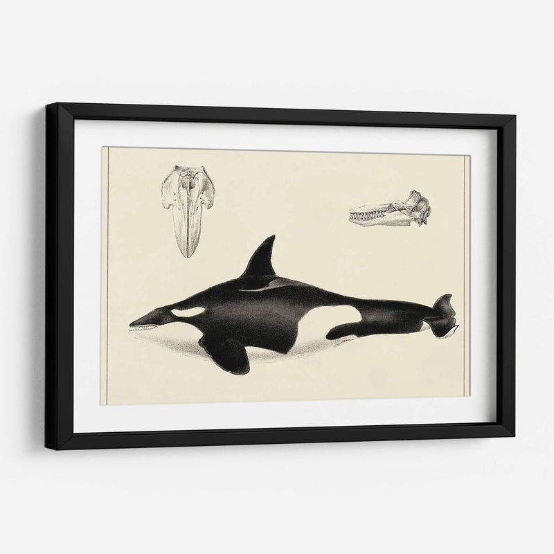 Estudio De Ballena Antigua I | Cuadro decorativo de Canvas Lab
