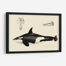 Estudio De Ballena Antigua I | Cuadro decorativo de Canvas Lab
