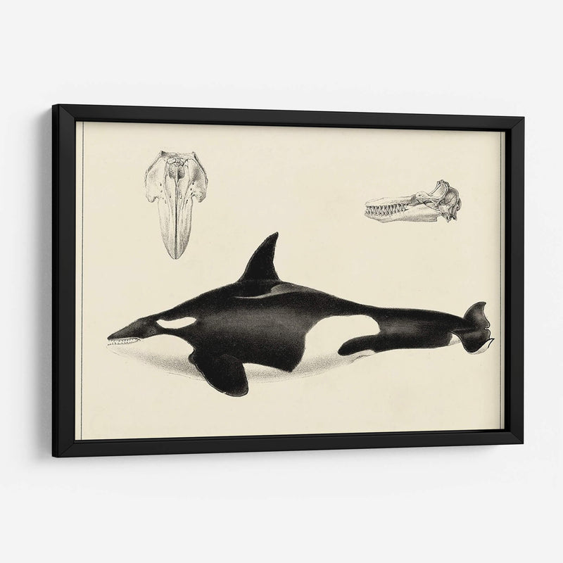 Estudio De Ballena Antigua I | Cuadro decorativo de Canvas Lab