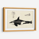 Estudio De Ballena Antigua I | Cuadro decorativo de Canvas Lab