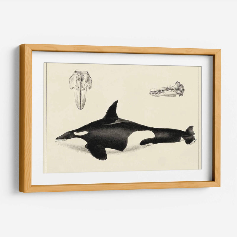Estudio De Ballena Antigua I | Cuadro decorativo de Canvas Lab