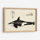 Estudio De Ballena Antigua I | Cuadro decorativo de Canvas Lab