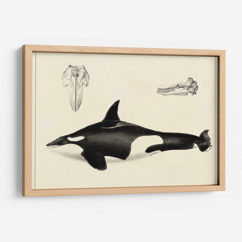 Estudio De Ballena Antigua I | Cuadro decorativo de Canvas Lab