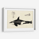 Estudio De Ballena Antigua I | Cuadro decorativo de Canvas Lab