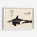 Estudio De Ballena Antigua I | Cuadro decorativo de Canvas Lab