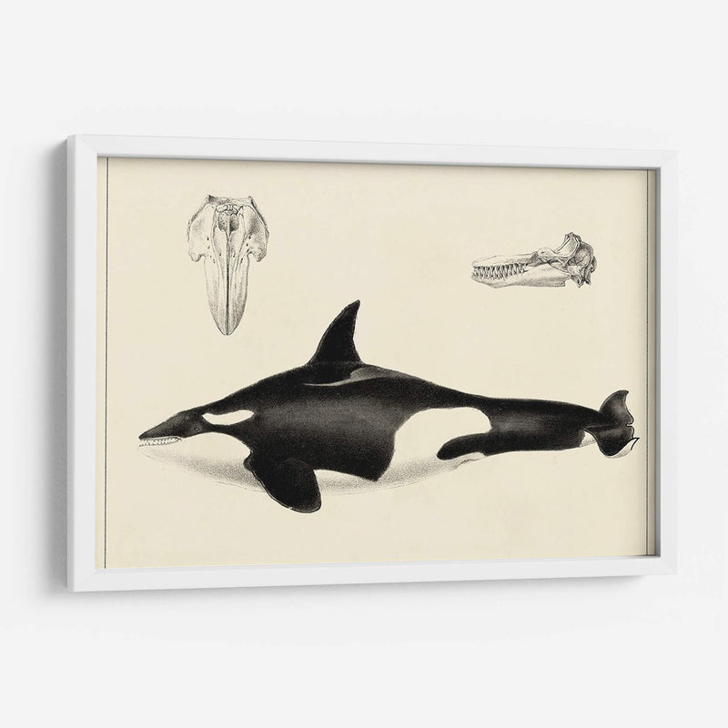 Estudio De Ballena Antigua I | Cuadro decorativo de Canvas Lab