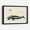 Estudio De Ballena Antiguo Ii | Cuadro decorativo de Canvas Lab