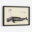 Estudio De Ballena Antiguo Ii | Cuadro decorativo de Canvas Lab