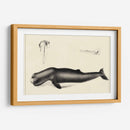 Estudio De Ballena Antiguo Ii | Cuadro decorativo de Canvas Lab