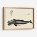 Estudio De Ballena Antiguo Ii | Cuadro decorativo de Canvas Lab